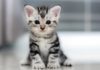 Как ухаживать за котенком: основы кормления и гигиены