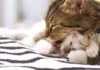 Почему кошка не кормит котят. Чем помочь голодным малышам