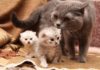 Глисты у кормящей кошки: как и чем помочь животному и не навредить потомству