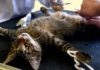 Кастрация кота: плюсы и минусы