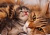 Как отучить котенка от сосательного рефлекса: 5 простых и надежных способа