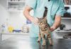 Ранняя кастрация котов: плюсы, минусы
